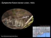 /album/familia-lestidae/a008-sympecma-fusca-copia-jpg/